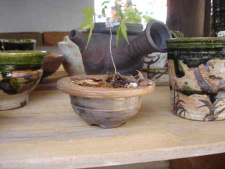 DSC00520